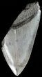 Partial, Serrated, Fossil Megalodon Tooth #49495-1